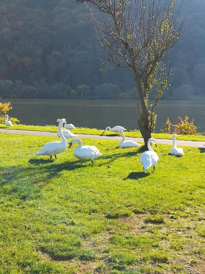 Ferienwohnungen am Moselbeach Mehring  Exterior foto